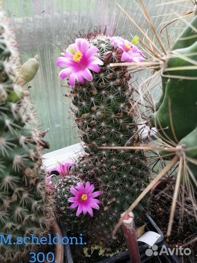 Кактусы и суккуленты