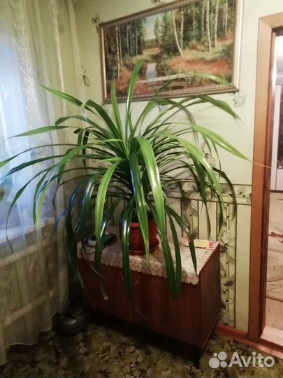 Цветок продаю