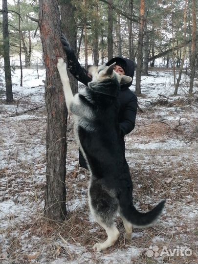 Щенки вео