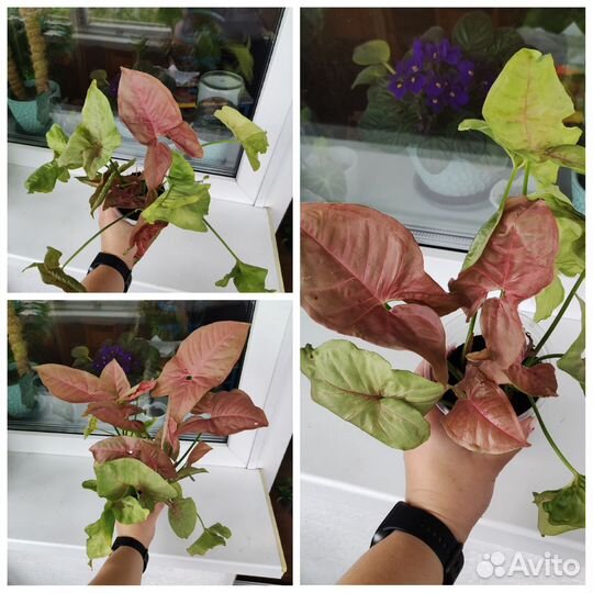 Сингониумы