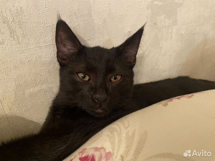 Черный котенок бесплатно