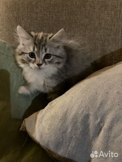Котенок девочка в добрые руки