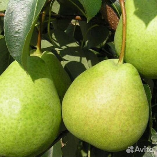 Саженцы Груша Бергамот