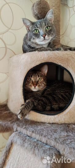 Ласковый кот