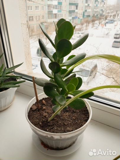 Денежное дерево