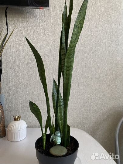 Диффенбахия,сансевиерия,сциндапсус,замиокулькас