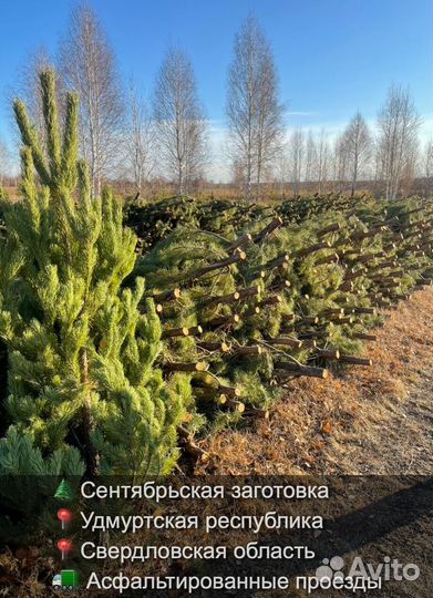 Сосна сентябрьская рождественская оптом