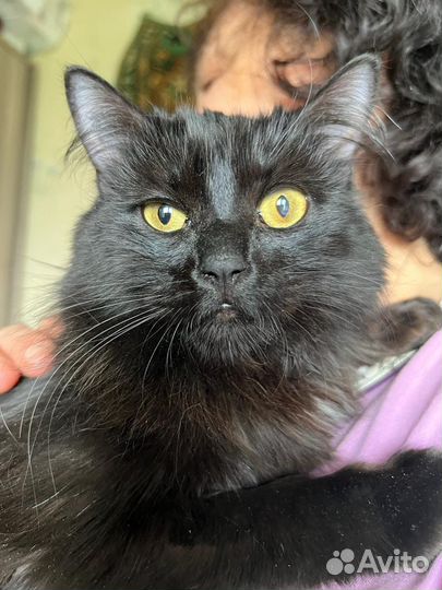 Кошка в дар бесплатно