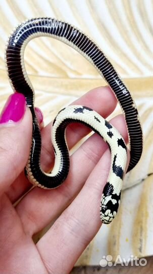 Королевская змея