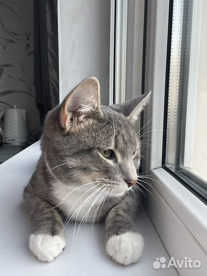 Кот в добрые руки