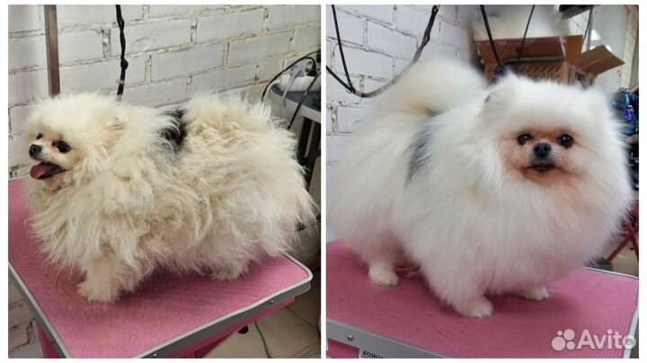 Помощник грумера