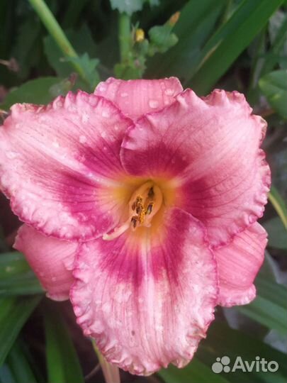 Сортовые лилейники