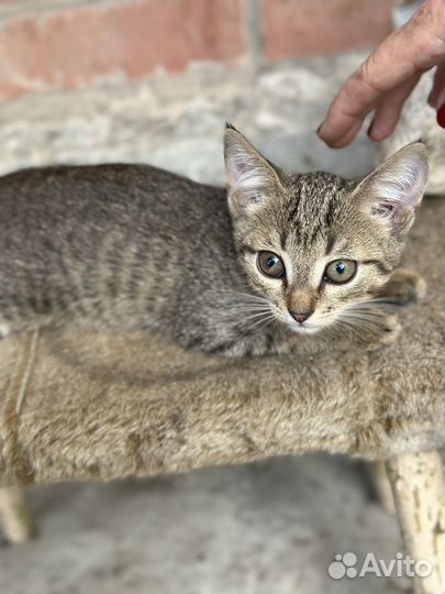 Сиамский котик в добрые руки