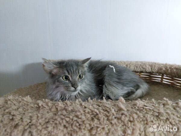 Котёнок Ривер