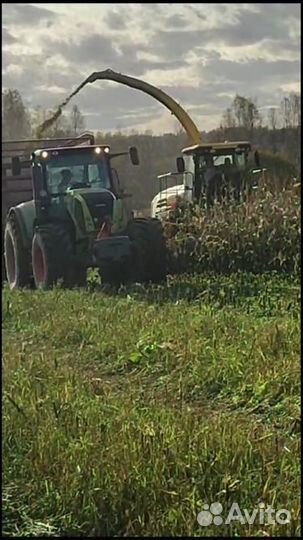 Силос кукурузный