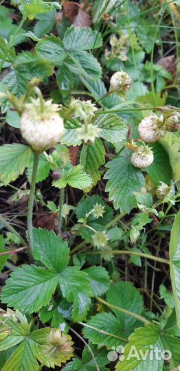 Рассада клубники Микс Ламбада Альба Капри Купчиха