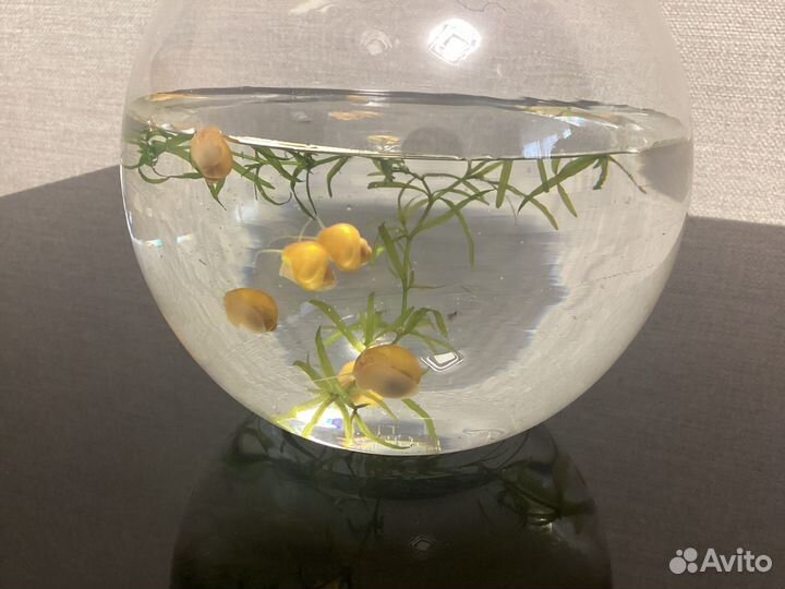 Улитка Ампулярия