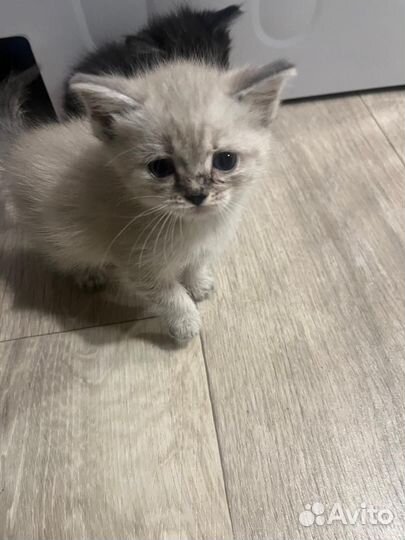 Котята в добрые руки бесплатно