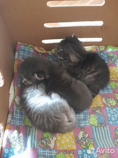 Котята в добрые руки
