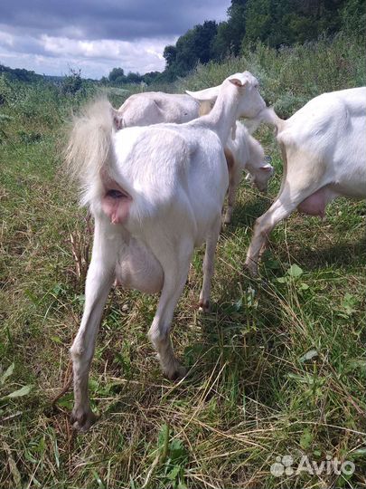 Продаются дойные козы