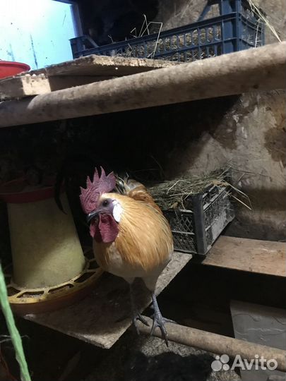 Молодой петушок