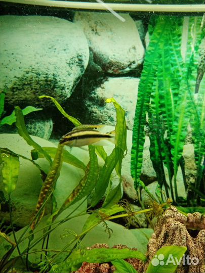 Аквариумные рыбки