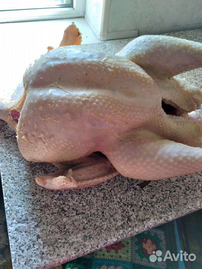 Индюки биг 6