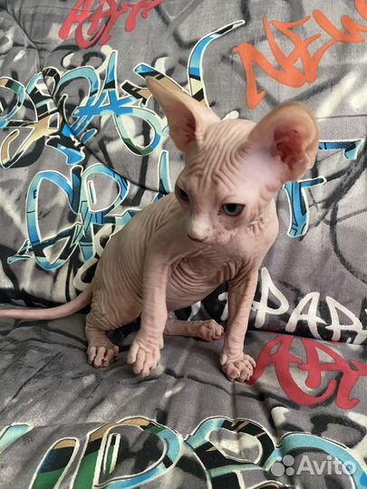 Канадский сфинкс