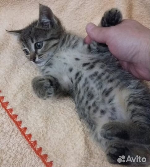 Котенок в добрые руки