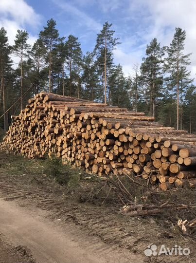 Лес кругляк пиловочник