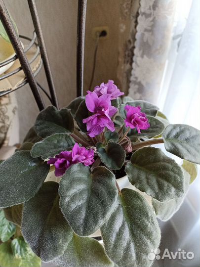 Фиалка в горшках