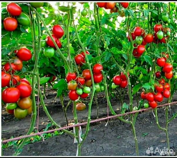 Семена засолочного томата Клубничное Дерево
