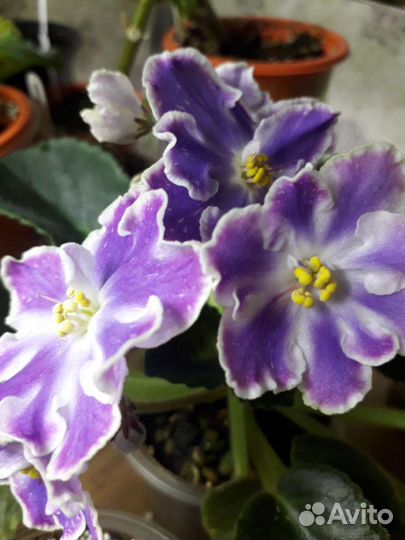 Домашняя цветущая Фиалка(сенполия)