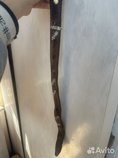 Сибирский хаски