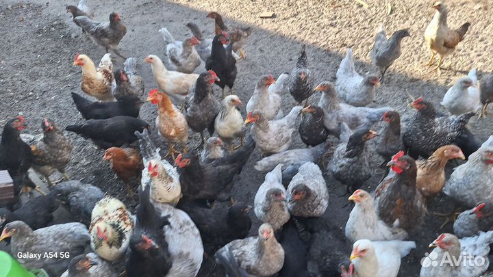 Цыплята(куры) 4 месяца курочки и петушки
