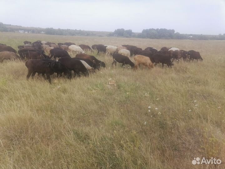 Овцы бараны ярки