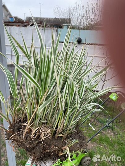 Мискантус китайский