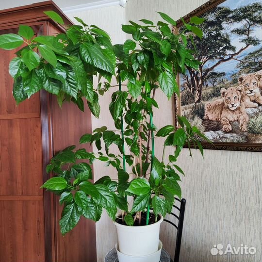 Гибискус китайская роза