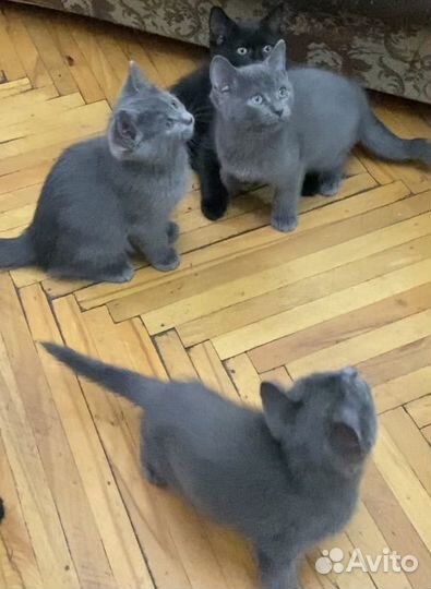 Котята в добрые руки
