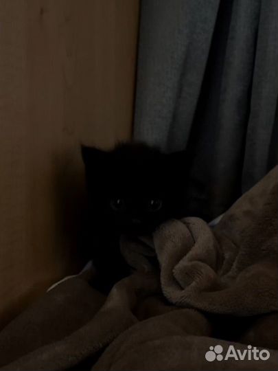 Котята и мама кошка ищут дом