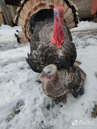 Индюки на племя