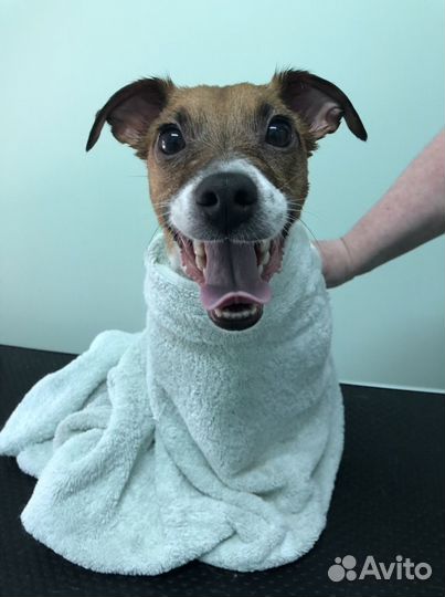 Груминг кошек и собак