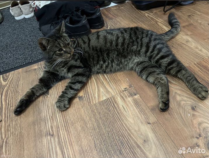Найден кот