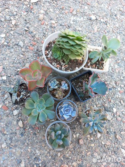 Суккуленты: наборы 1000-1500