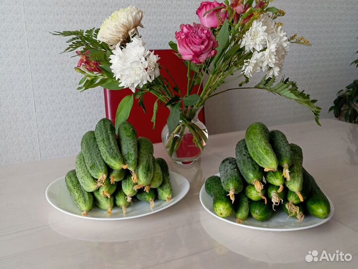 Продажа огурцов