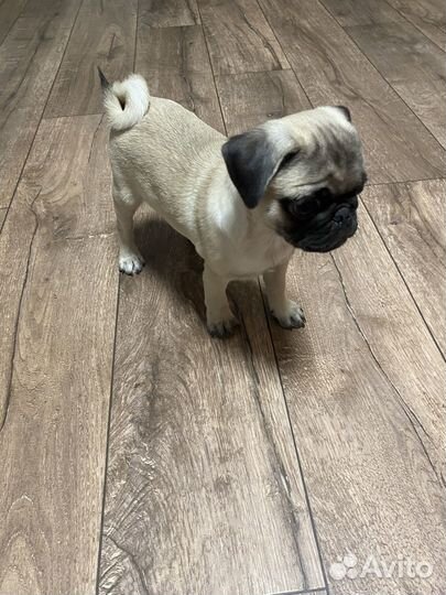 Щенки мопса