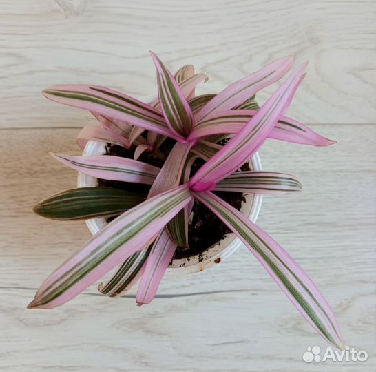 Традесканции кустовые#комнатные растения#цветы