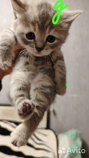 Шотландские котята