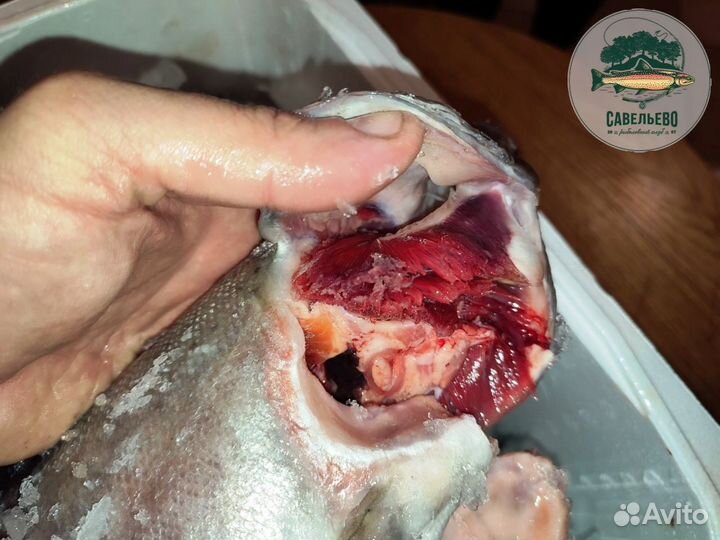 Форель охлажденная потрошеная Оптом и в Розницу