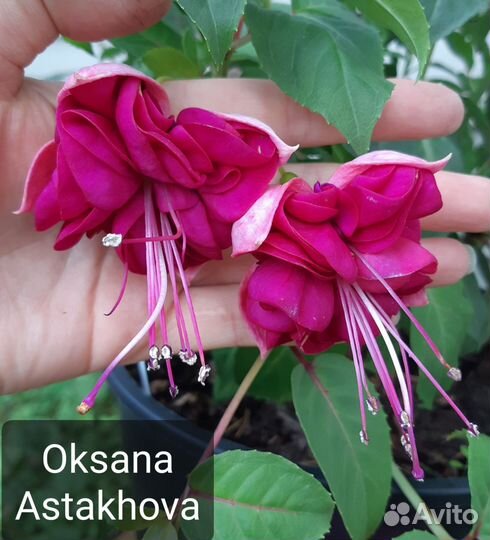 Фуксия сортовая (укорененные черенки) ч.2